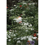 'Queen Anne's Lace' gift card